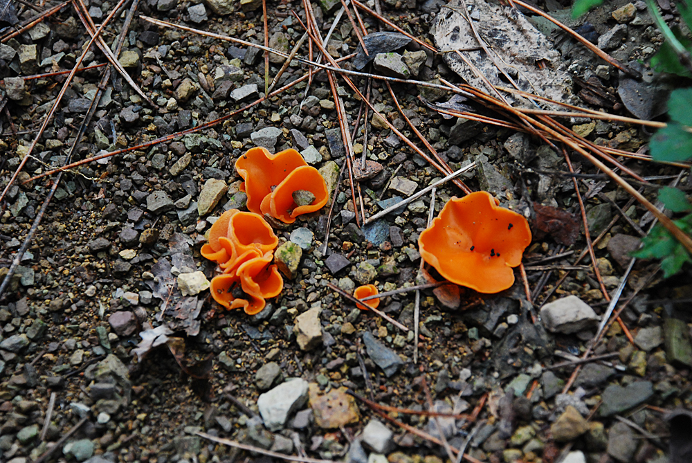 Orange Peel Mushroom