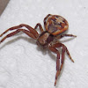 Crab Spider, (female).