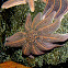 Reef Starfish