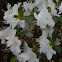 White Azalea