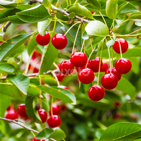 Cerises by Abdelmoumen Taoutaou - Food & Drink Fruits & Vegetables