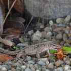 Ameiva eating a roach