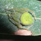 Green orb spider