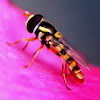 Hoverfly, Flower Fly or Syrphid Fly
