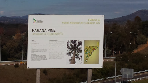 Parana Pine