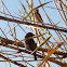 Gorrión común, House sparrow