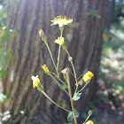 Rattlesnake weed