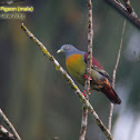 Little Green Pigeon