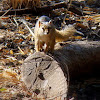 Yellow-footed Squirrel