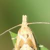 saddleback moth