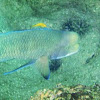 Mexican Hogfish