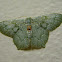 Emerald moth
