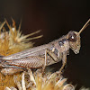 Grayish Sagebrush Grasshopper