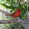 Northern Cardinal