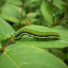 mottled immigrant caterpillar