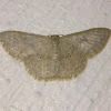 Tiny Grayish Geometrid Moth