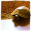 Alabama red- bellied turtle (female)