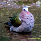 Common emerald dove