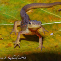 Red eft (red spotted newt)