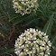 Spider milkweed, Antelope horns, Green-flowered milkweed