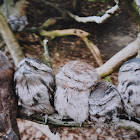 Tawny Frogmouth babies