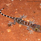 Red-spotted Tokay