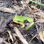 Little Grass Frog