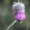 indian thistle