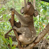 Koala (male)