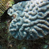 Rough Cactus Coral