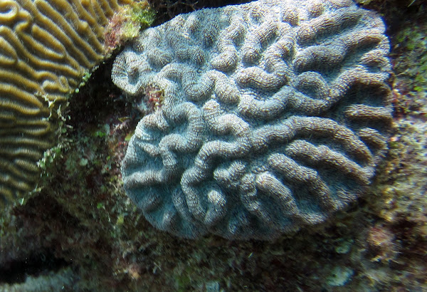 Rough Cactus Coral | Project Noah
