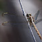 Dragonfly (species unknown)