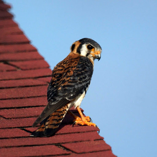 An American Kestrel falcon, sometimes called a sparrow hawk, at Orange Valley Mill in Saint Mary, Antigua.