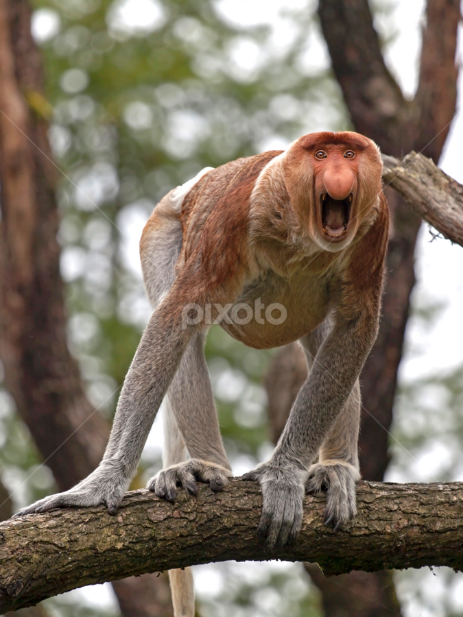 proboscis monkey | Other Mammals | Animals | Pixoto