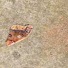 Eastern Polyphemus Moth