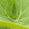 leaf cricket