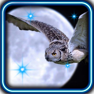 Owl Collection live wallpaper 1.0