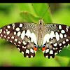 Common Lime Butterfly  