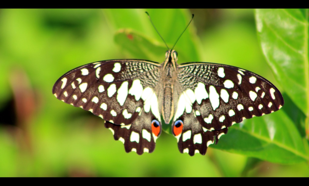 Common Lime Butterfly  