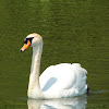 Mute swan