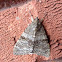 Red underwing