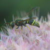 Mason Wasp, male