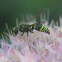 Mason Wasp, male