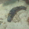 Donkey Dung Sea Cucumber