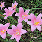 Pink rain Lily