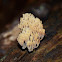 Crowned Clavaria