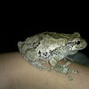 Grey Tree Frog