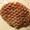 Asian Paper Wasp Hive