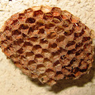 Asian Paper Wasp Hive