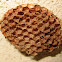 Asian Paper Wasp Hive